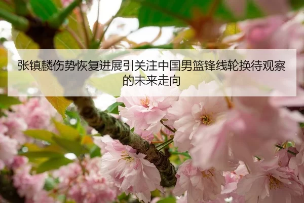 张镇麟伤势恢复进展引关注中国男篮锋线轮换待观察的未来走向